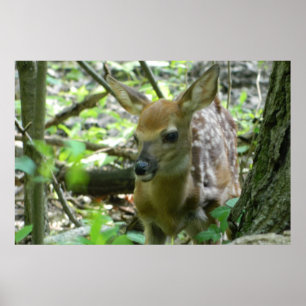 Whitetail Deer Fawn (In the Woods) Poster