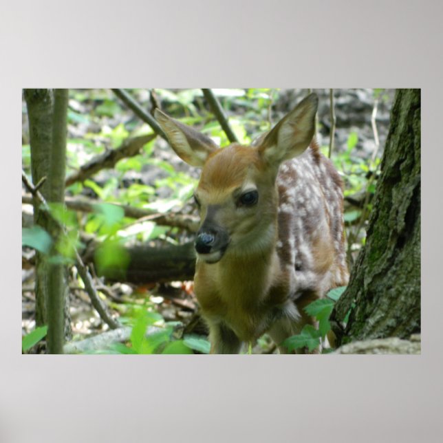Whitetail Deer Fawn (In the Woods) Poster (Front)