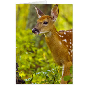 Whitetail deer fawn in Whitefish, Montana, USA