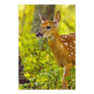 Whitetail deer fawn in Whitefish, Montana, USA Photo Print