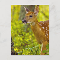 Whitetail deer fawn in Whitefish, Montana, USA