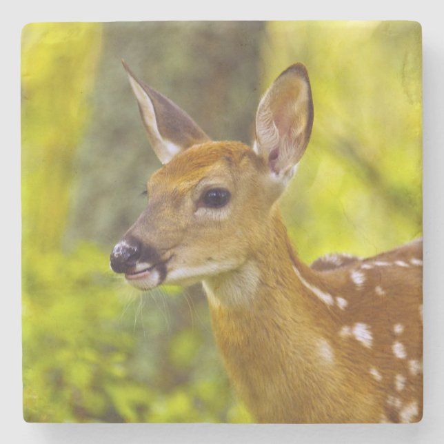 Whitetail deer fawn in Whitefish, Montana, USA Stone Coaster (Front)