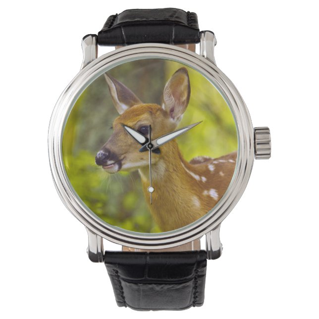 Whitetail deer fawn in Whitefish, Montana, USA Watch (Front)