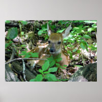 Whitetail Deer Fawn in Woods Poster
