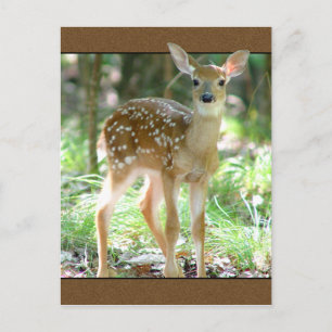 Whitetail Deer Fawn Postcard