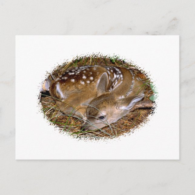 Whitetail Deer Fawn Postcard (Front)