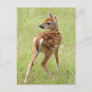 Whitetail Deer Fawn Postcard 6