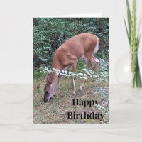 Whitetail Deer Grazing at Dusk Happy Birthday 