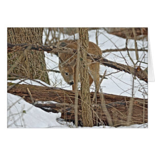 Whitetail Deer In Snow