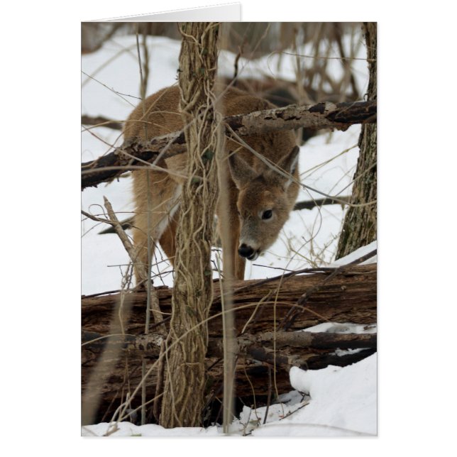 Whitetail Deer In Snow (Front)