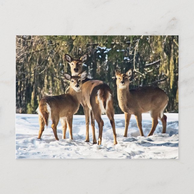 Whitetail Deer in Snow Postcard (Front)
