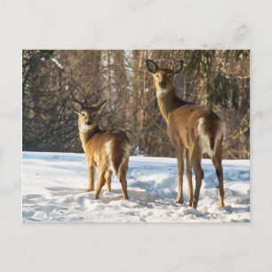 Whitetail Deer in Snow Postcard