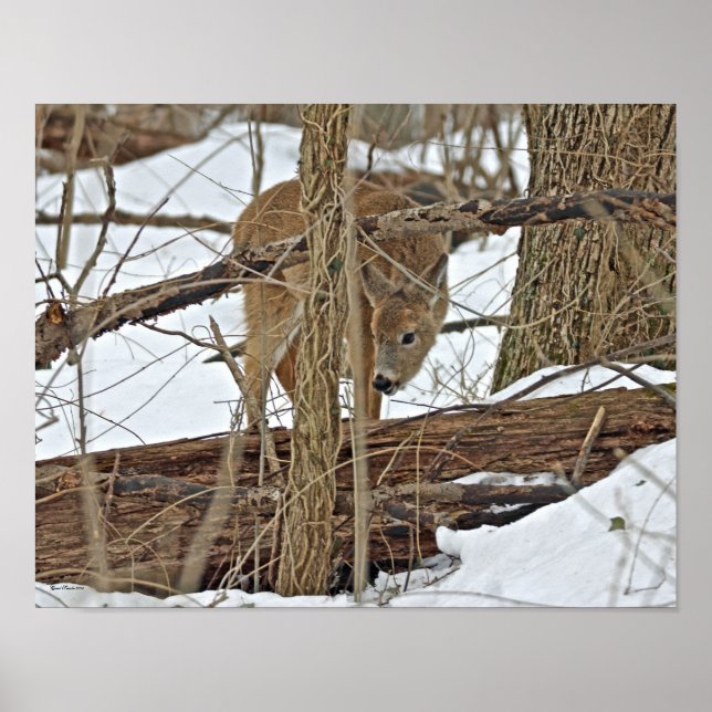 Whitetail Deer In Snow Poster (Front)