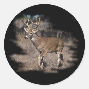 Whitetail deer in the field classic round sticker