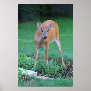 Whitetail deer, Ohio Poster
