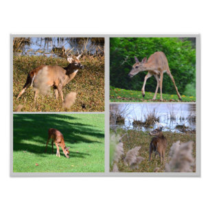Whitetail Deer Photo Collage Print