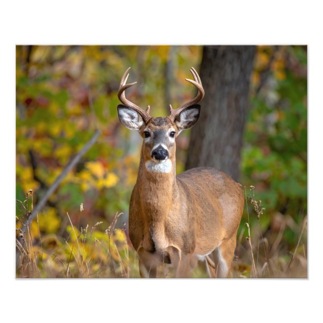 whitetail deer photo print (Front)