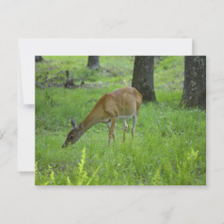 Whitetail Deer Postcard