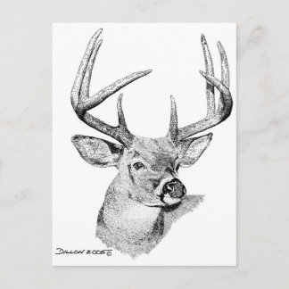 Whitetail Deer Postcard