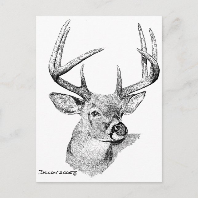 Whitetail Deer Postcard (Front)