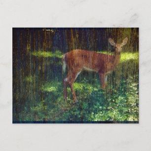 Whitetail Deer Postcard