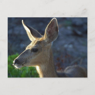 WhiteTail Deer Postcard