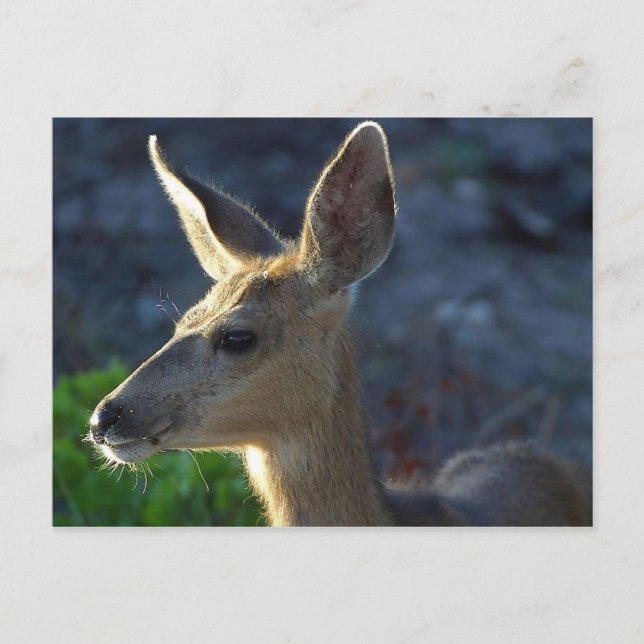 WhiteTail Deer Postcard (Front)