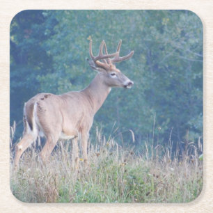 Whitetail Deer Profile in Field Paper Coaster