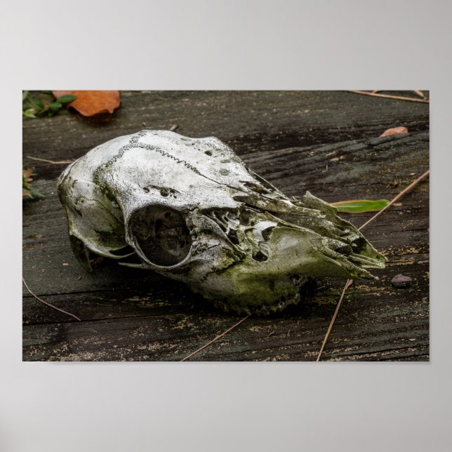 Whitetail Deer Skull Poster (Front)