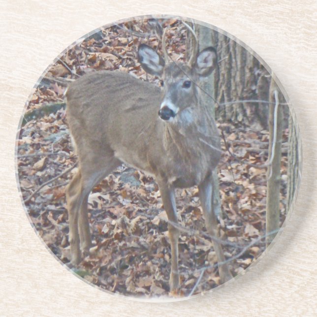 Whitetail Deer Spike Buck Series Coaster (Front)