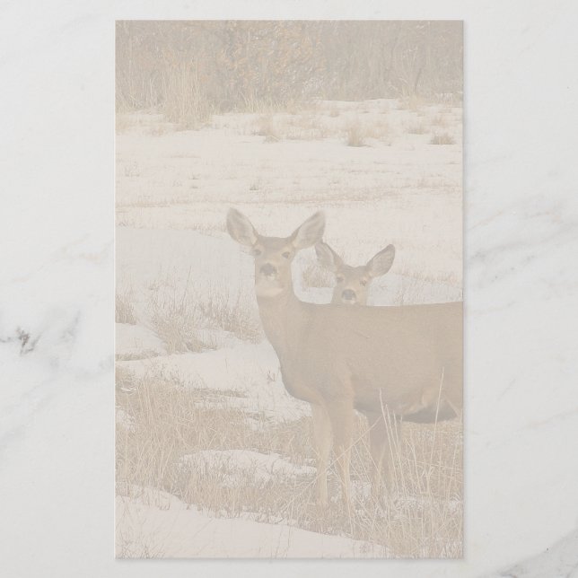 Whitetail Deer Stationery (Front)