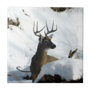 Whitetail Deer Winter Antlers Decorative Tile