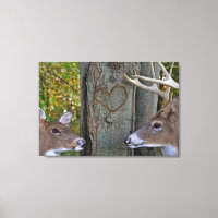 Whitetail Deer with heart on tree