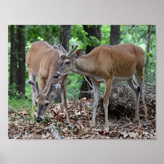 Whitetail Deer Young Bucks In Velvet Poster (Front)