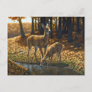 Whitetail Doe and Fawn Drinking from a Stream Postcard