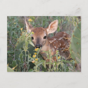 Whitetail Fawn Postcard