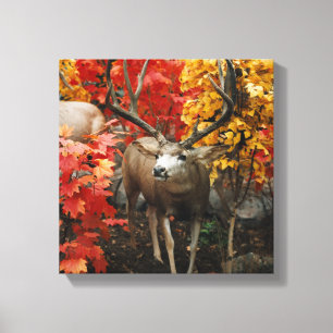 Whitetail In Autumn Canvas Print