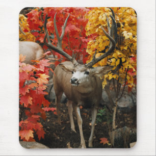 Whitetail In Autumn Mouse Mat
