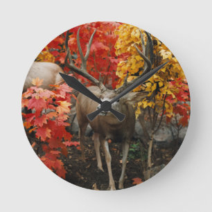 Whitetail In Autumn Round Clock