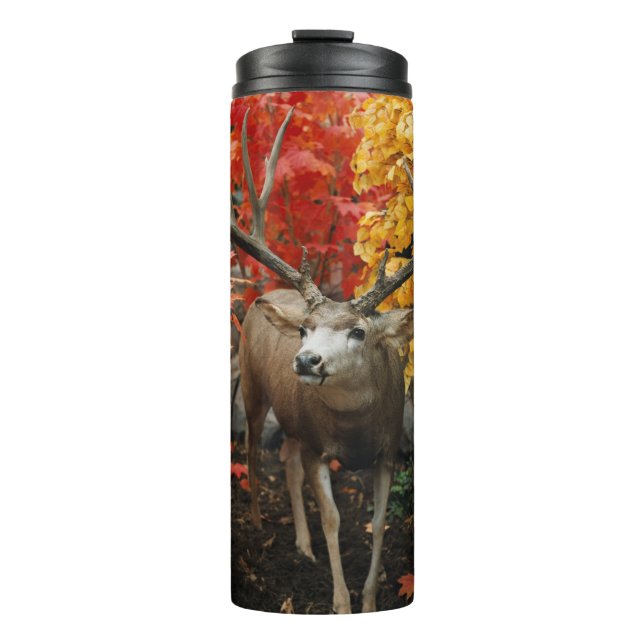 Whitetail In Autumn Thermal Tumbler (Front)