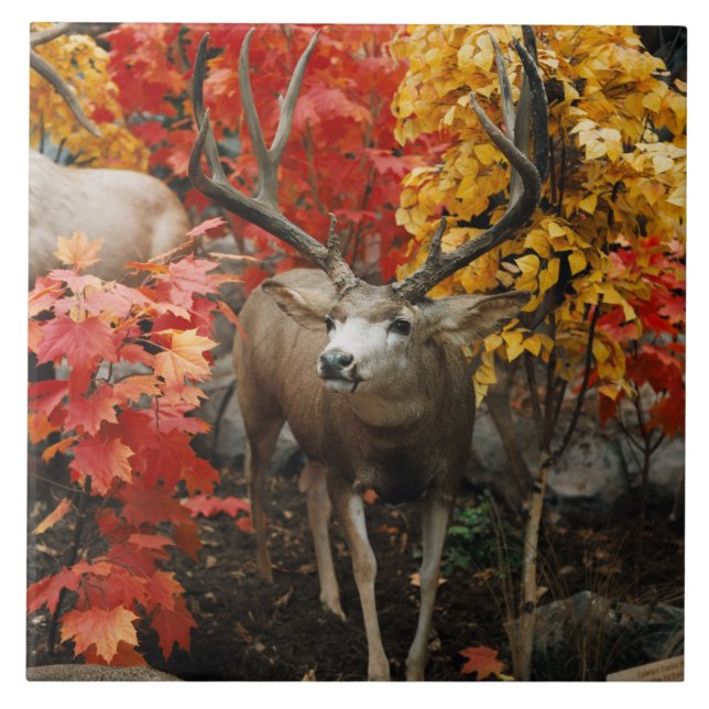 Whitetail In Autumn Tile (Front)
