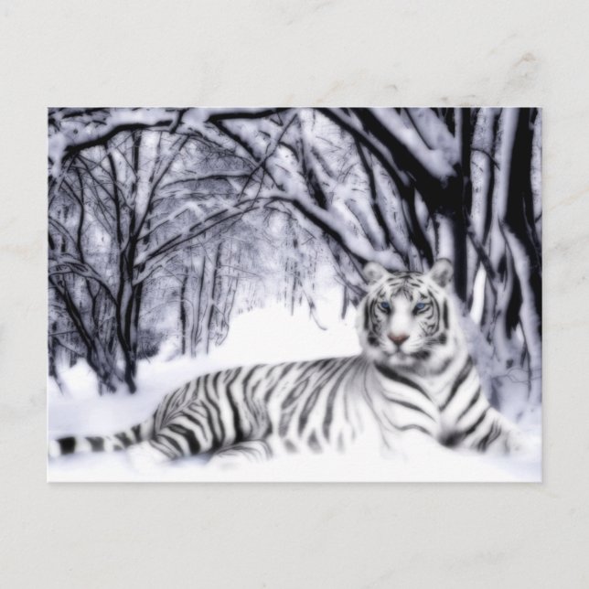WhiteTiger Postcard (Front)