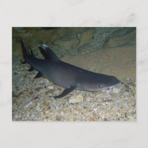 Whitetip Reef Shark Postcard