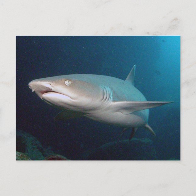 Whitetip Reef Shark Postcard (Front)