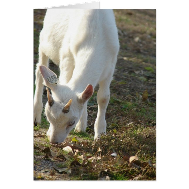 Whitey The Saanen Goat (Front)