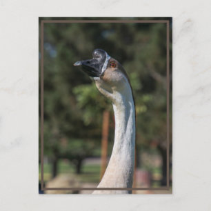 Who is Goosing Who! Postcard