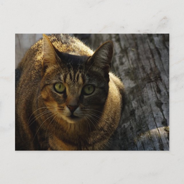 Who Me? Postcard (Front)