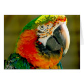 Who's a pretty boy then? | Zazzle