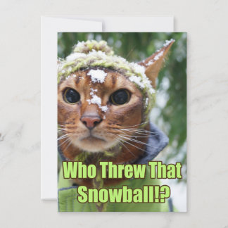 Who Threw That Snowball!? Flat Cards - Box of 10