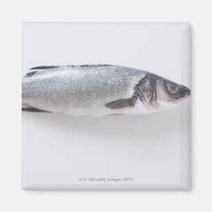 Whole branzini fish magnet